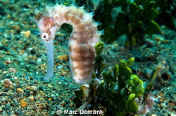 Spiny Perfection. This seahorse was trying to hide behind... by Marc Damant 